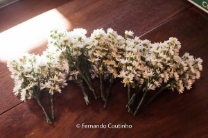 12140074_10201074050770150_4967027843949557169_o