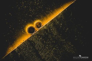 12314265_925924510821545_6024750547294226825_o